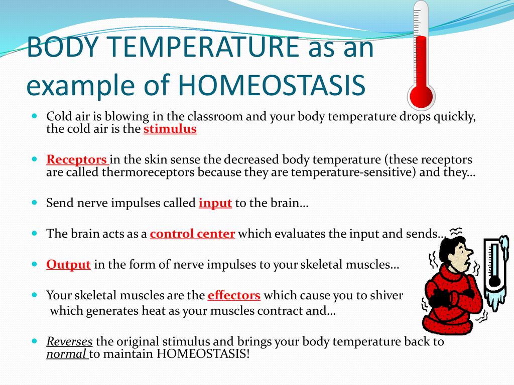 Homeostasis Examples In The Human Body